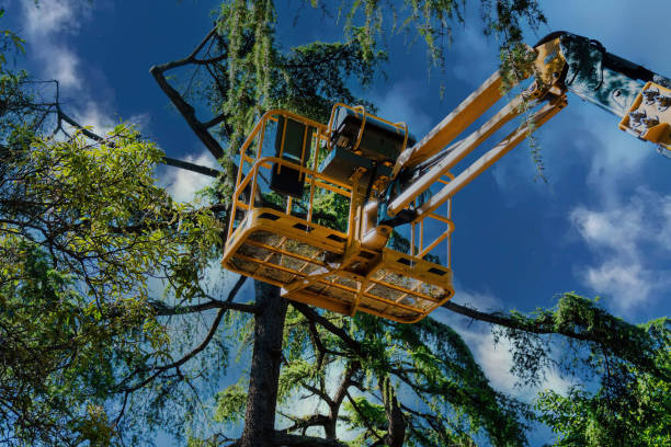 Best Tree and Shrub Care  in Muttontown, NY
